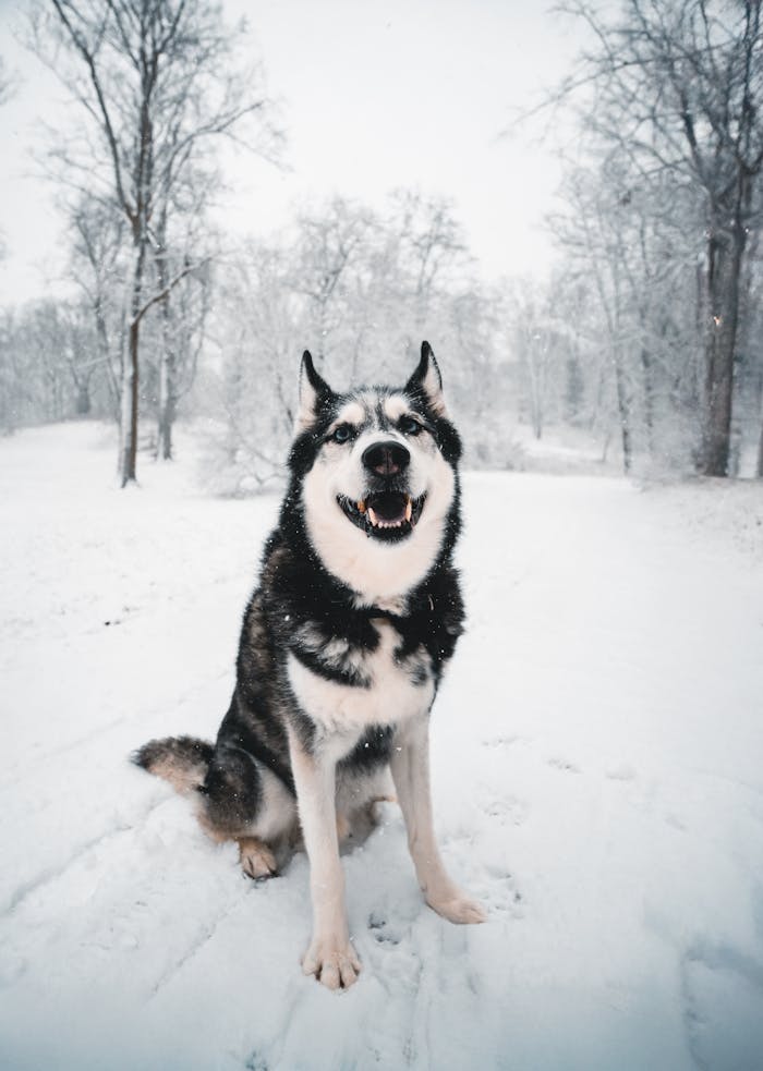 Siberian Husky enjoying a snowy winter day in a park in Potsdam, Germany.